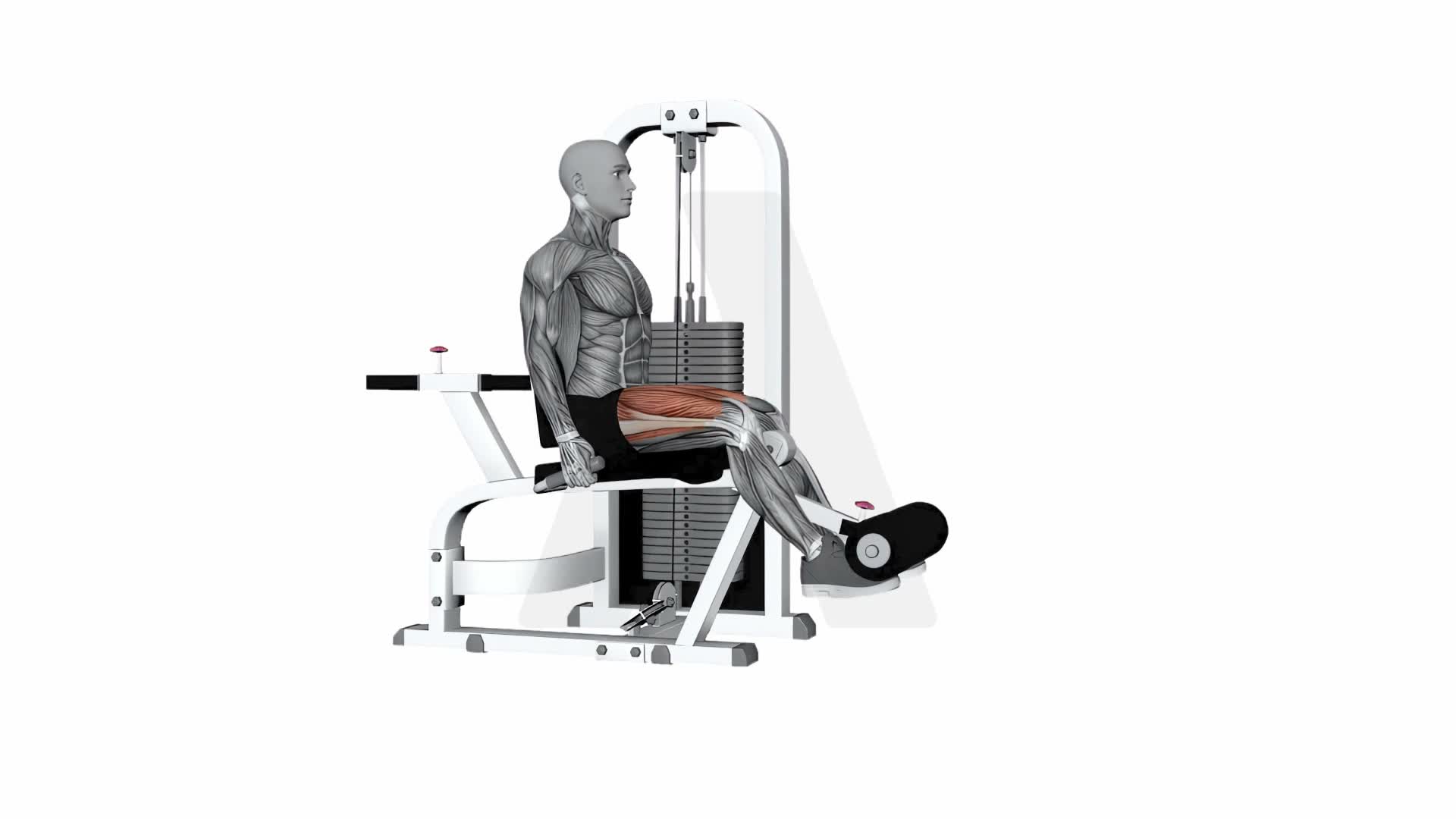 Seated Leg Extension Both Legs exercise demonstration
