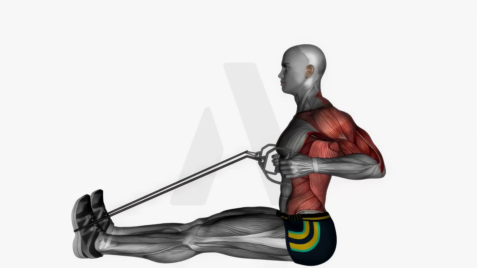 Seated Resistance Band Cable Rows exercise demonstration