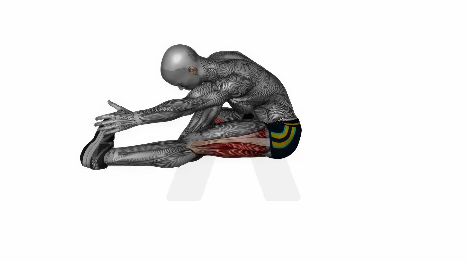 Seated Single Leg Hamstring Stretch exercise demonstration