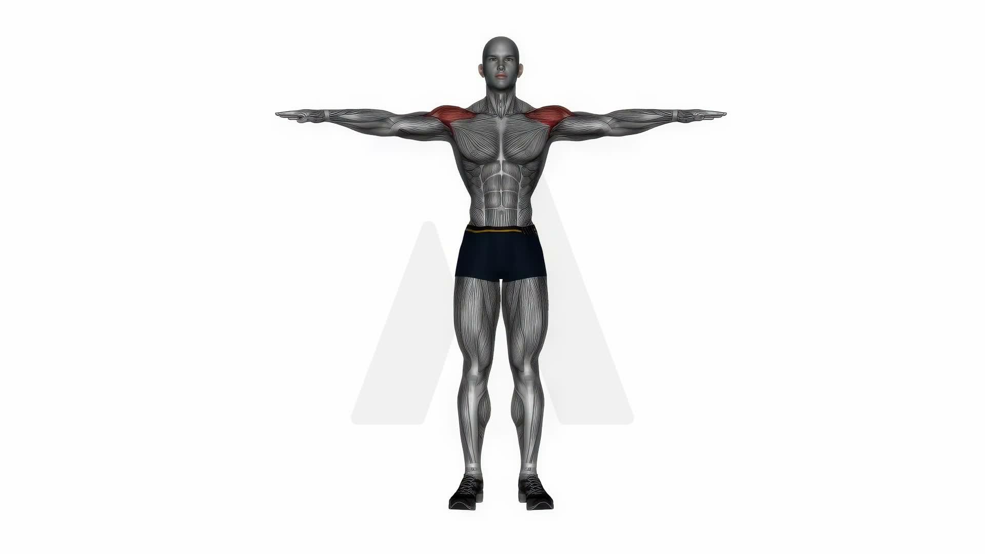 Shoulder Abduction exercise demonstration