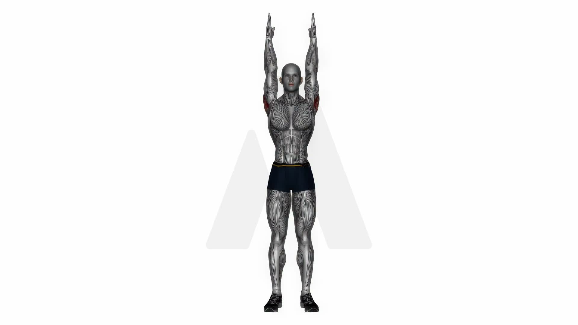 Shoulder Extension exercise demonstration