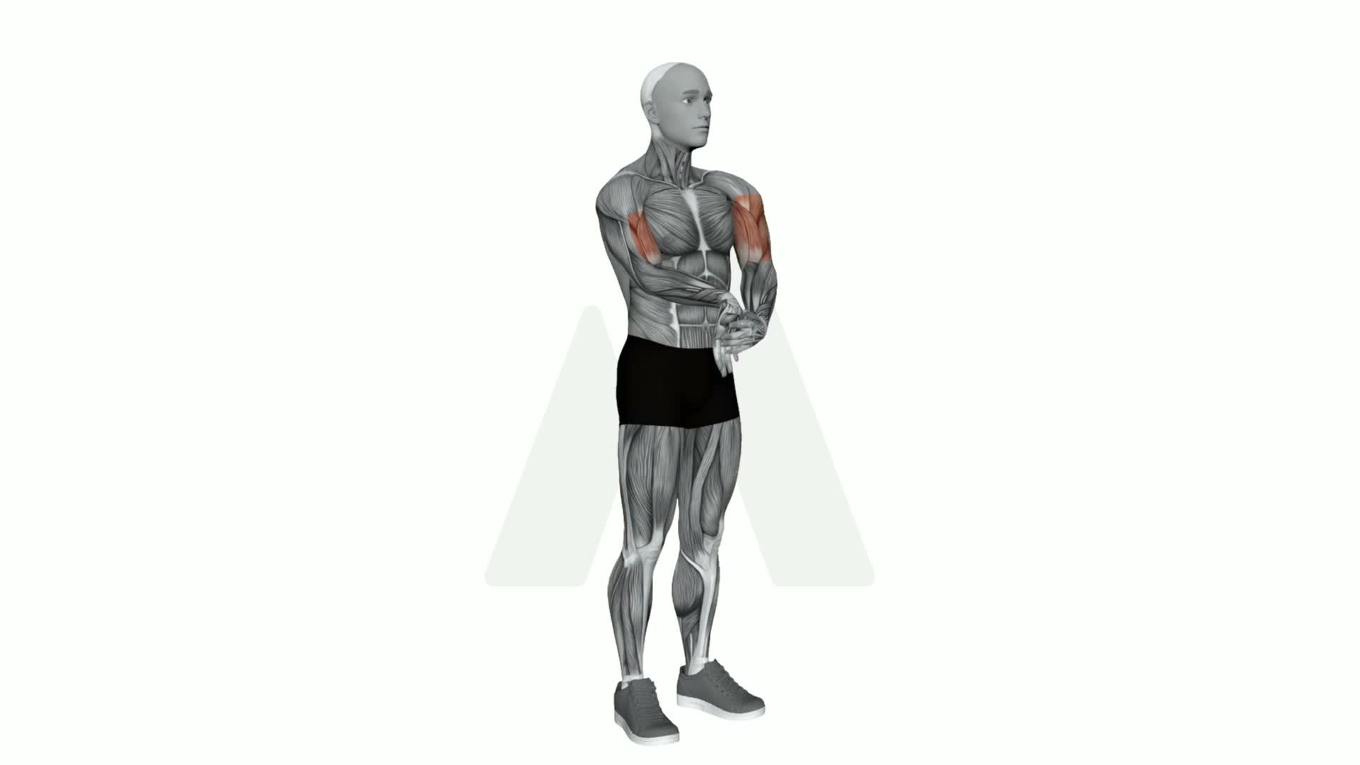 Single Arm Extended Pull Downwards Biceps Stretch exercise demonstration