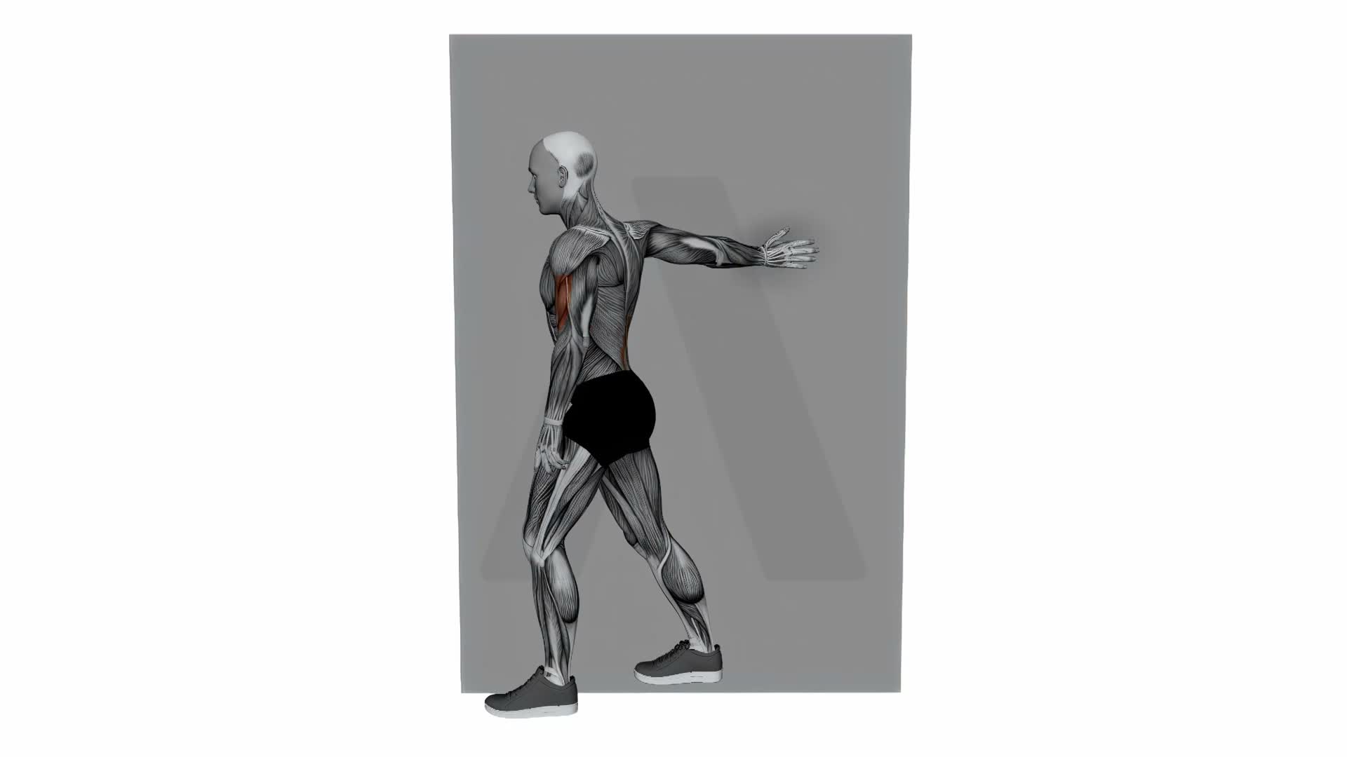 Single Arm On Wall Side Biceps Stretch exercise demonstration