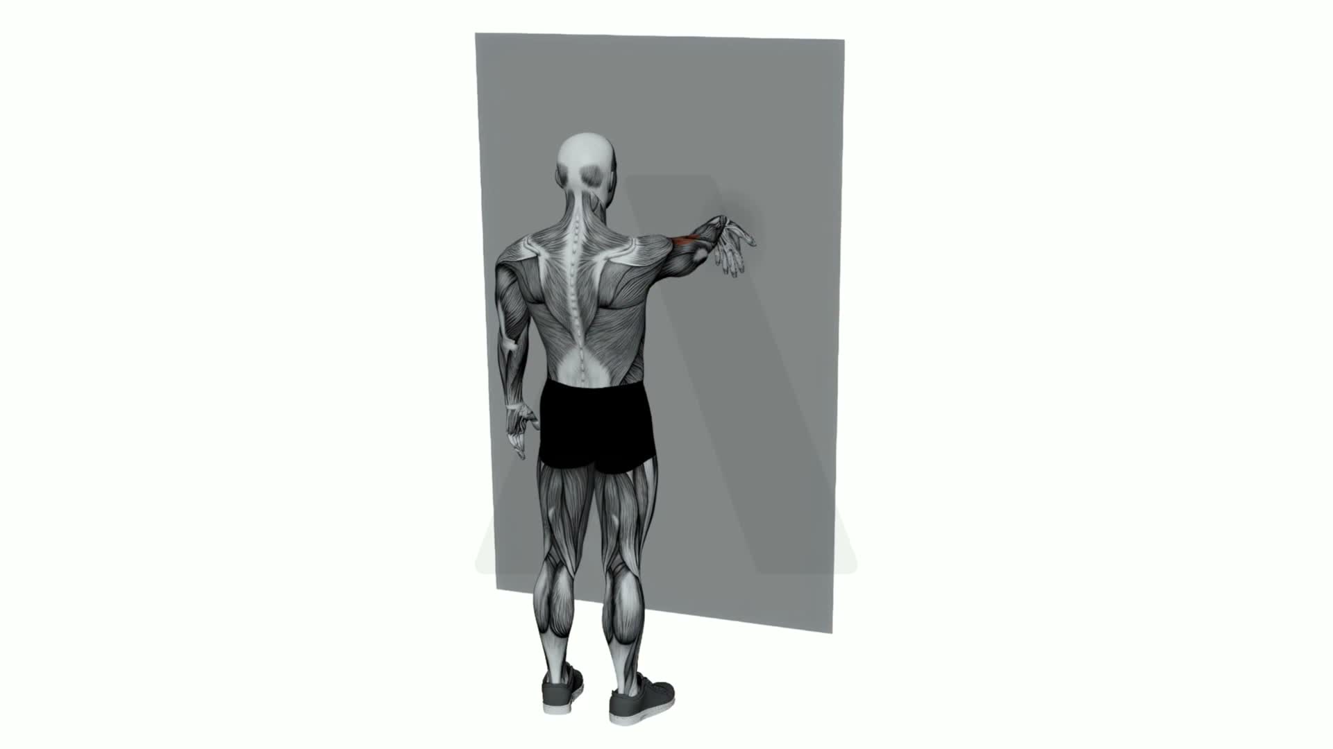Single Arm Palm Down On Wall Biceps Stretch exercise demonstration