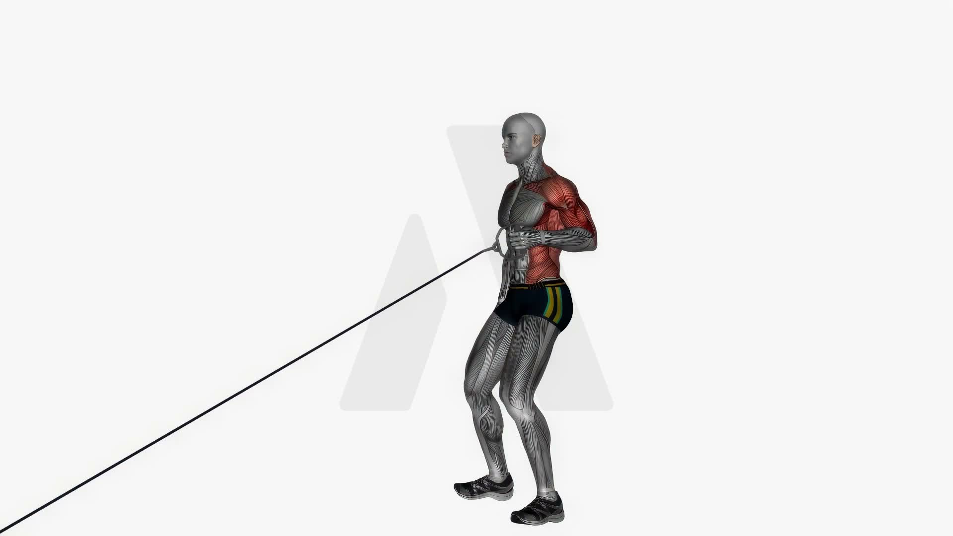 Single Arm Standing Low Cable Row exercise demonstration