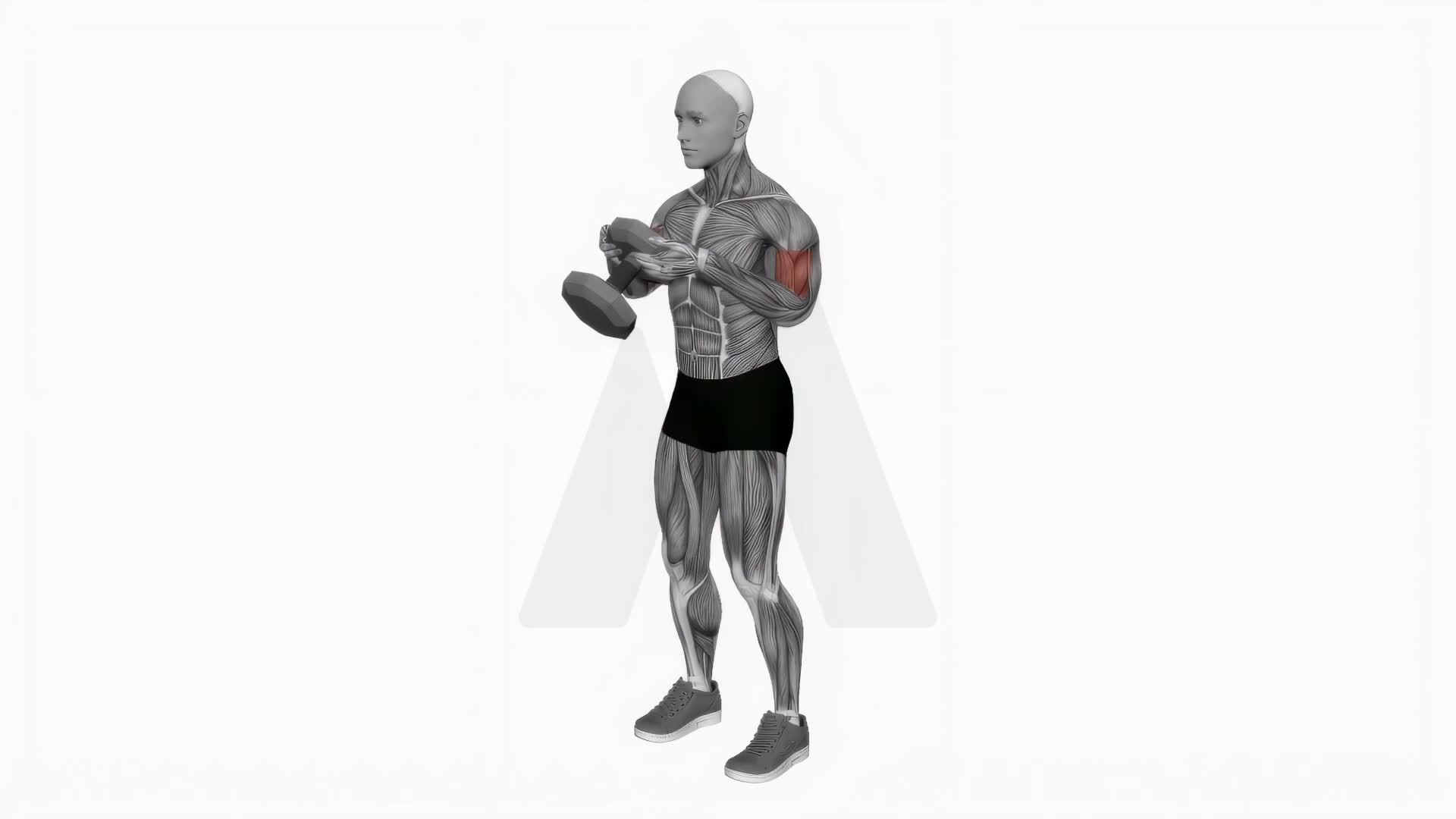 Single Dumbbell Biceps Curls exercise demonstration