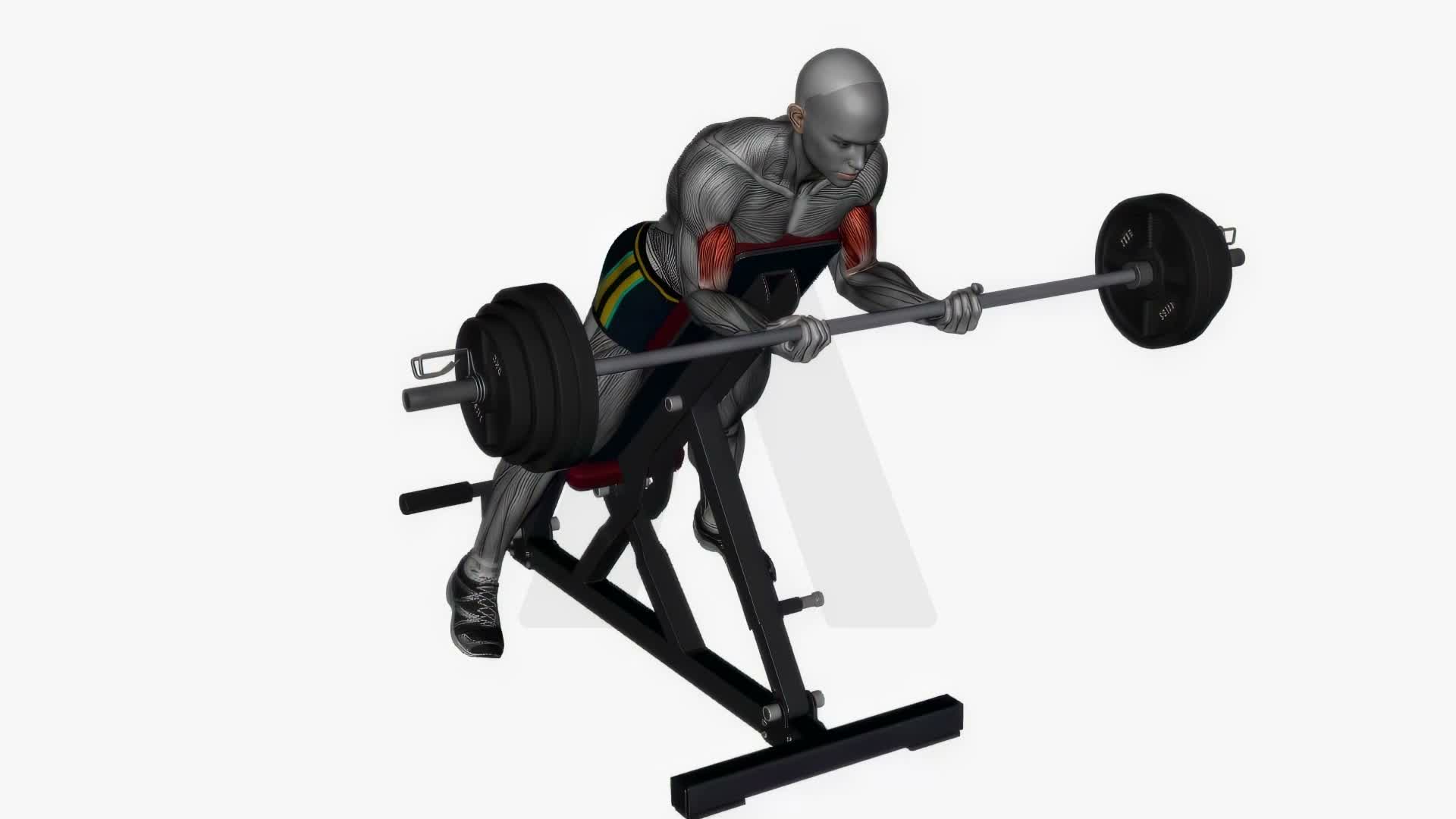Spider Curl Barbell exercise demonstration