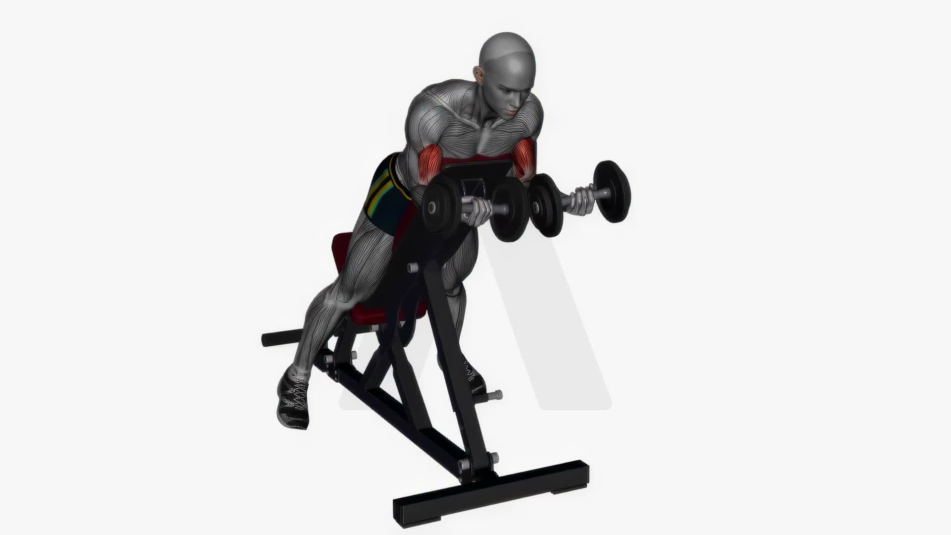 Spider Curl Dumbbells Simultaneous exercise demonstration