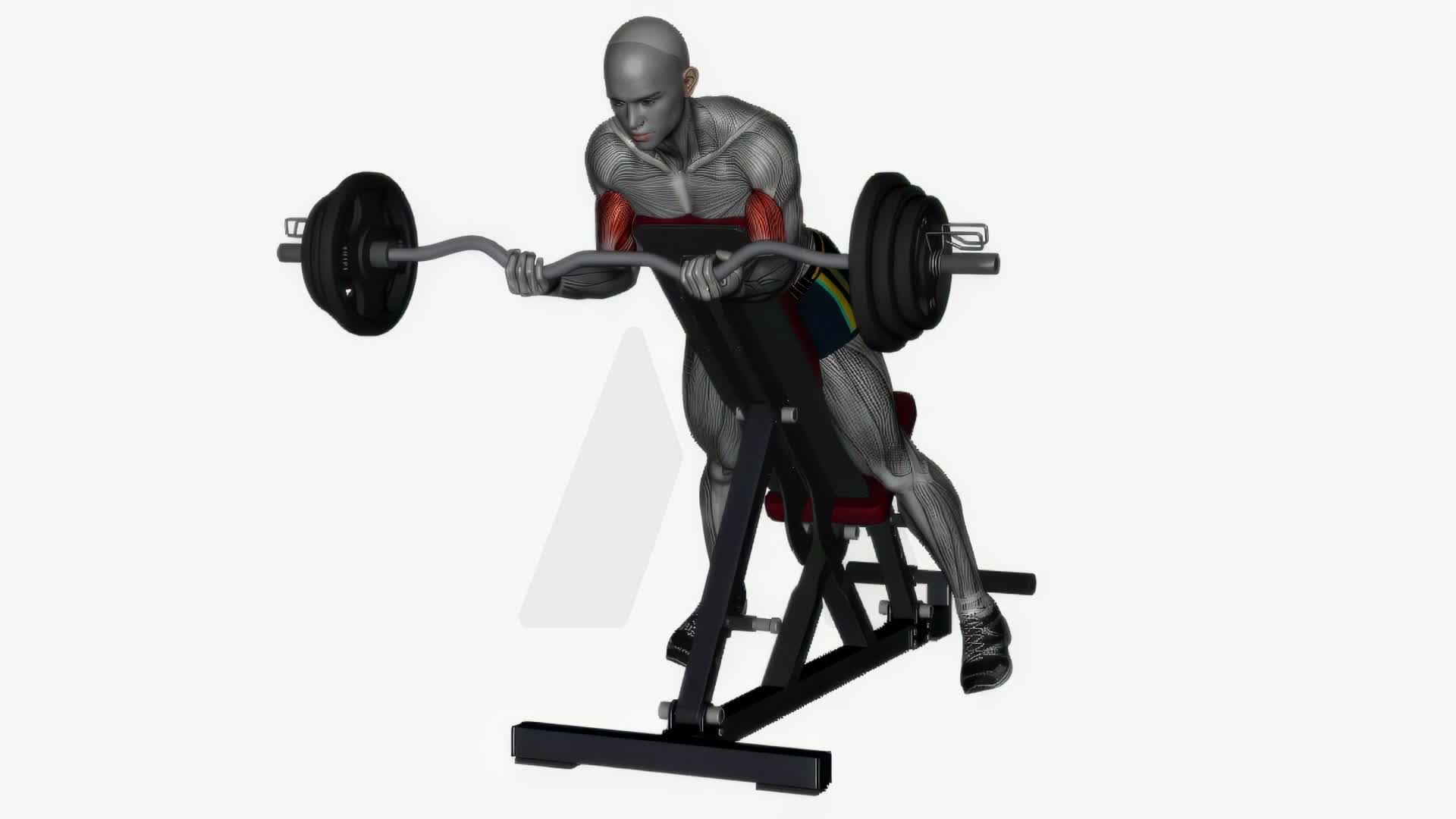Spider Curl Ez Bar exercise demonstration