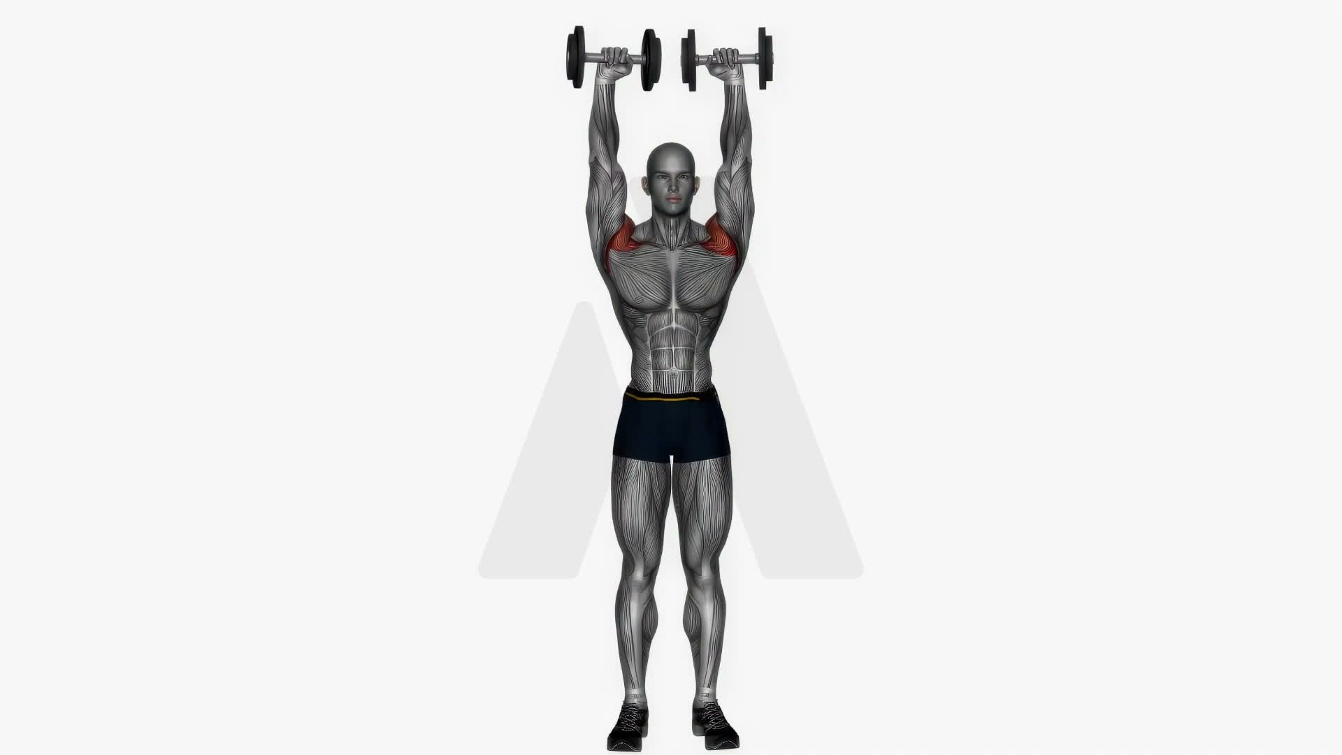Standing Arnold Press Dumbbell exercise demonstration