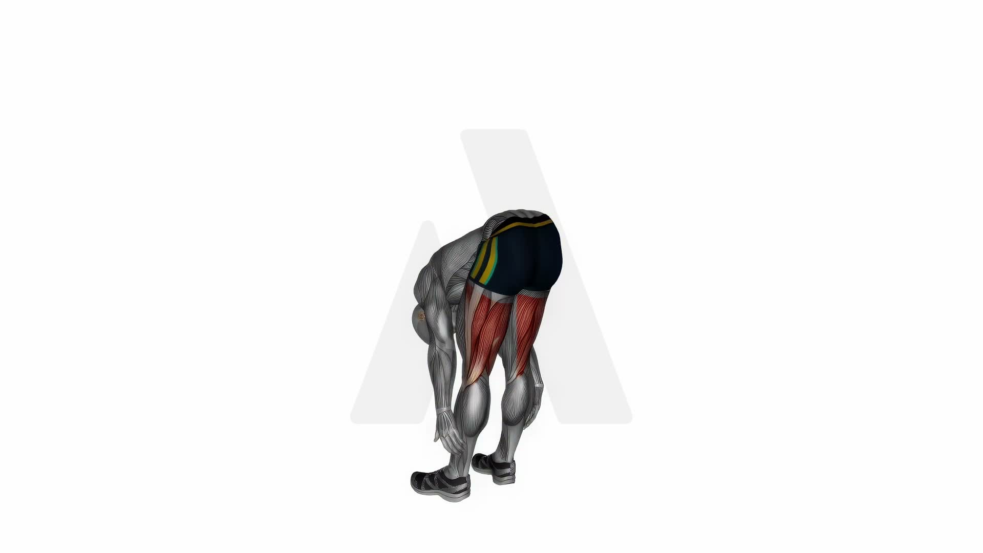 Standing Bow Hamstring Stretch exercise demonstration