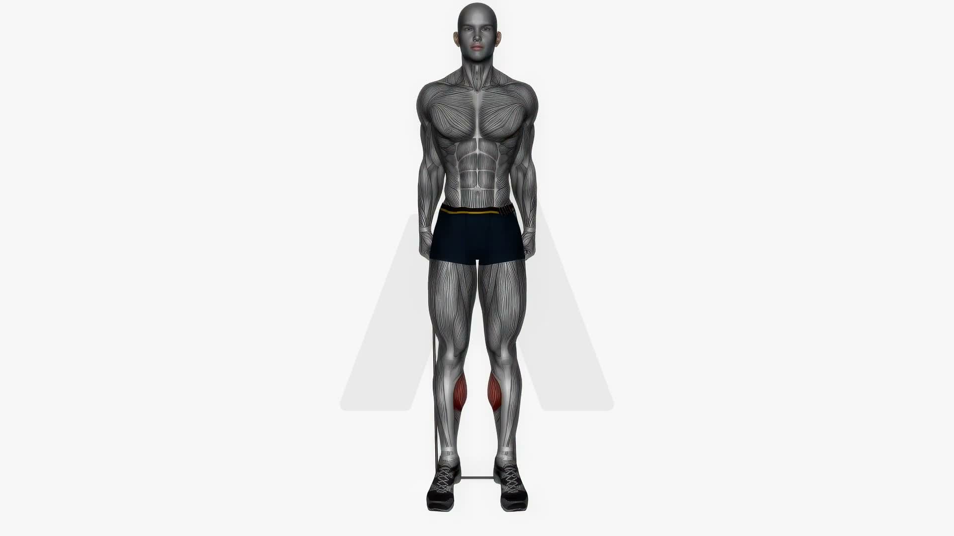 Standing Calf Raise Resistance Band exercise demonstration