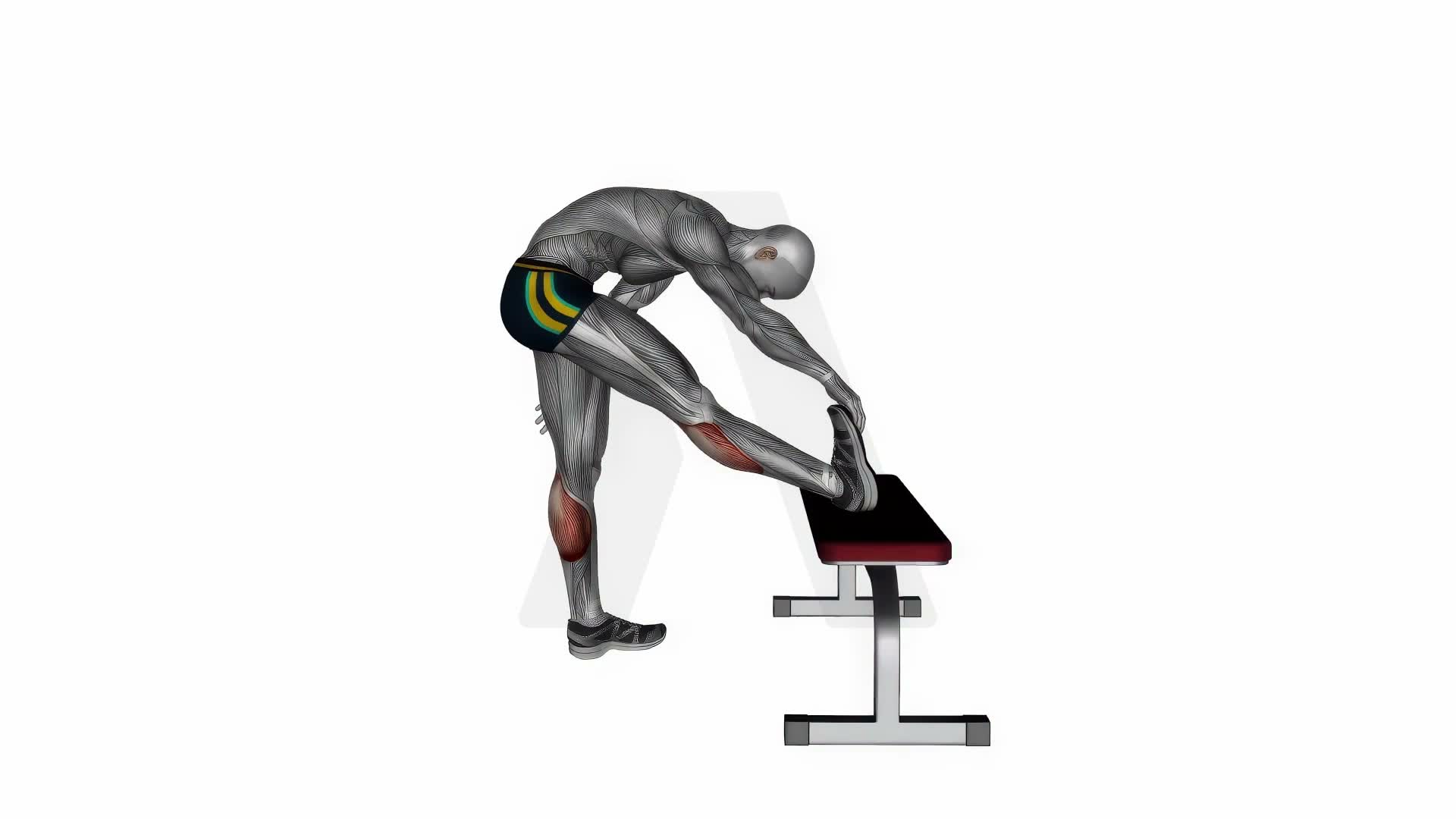 Standing Gastrocnemius Stretch exercise demonstration