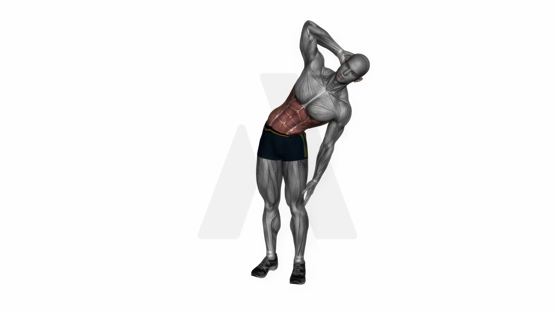Standing Lateral Stretch exercise demonstration