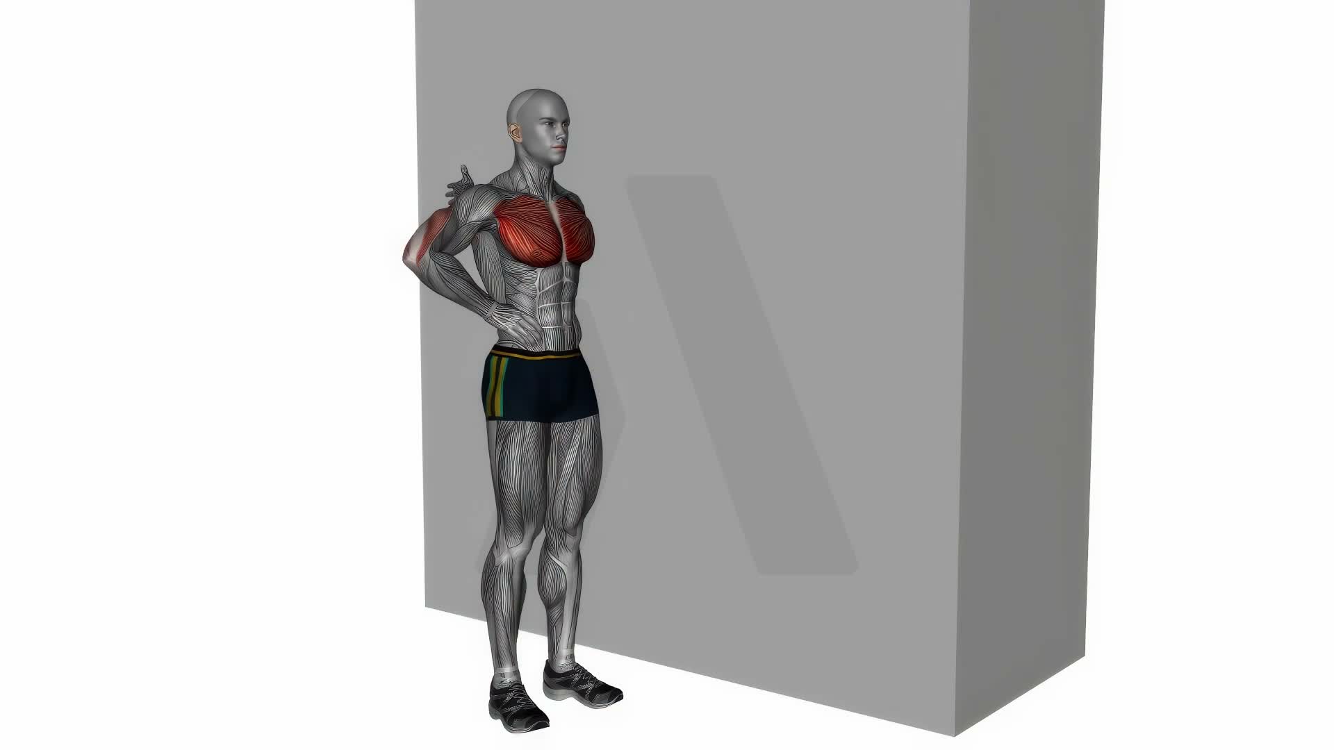 Standing One Arm Chest Stretch exercise demonstration