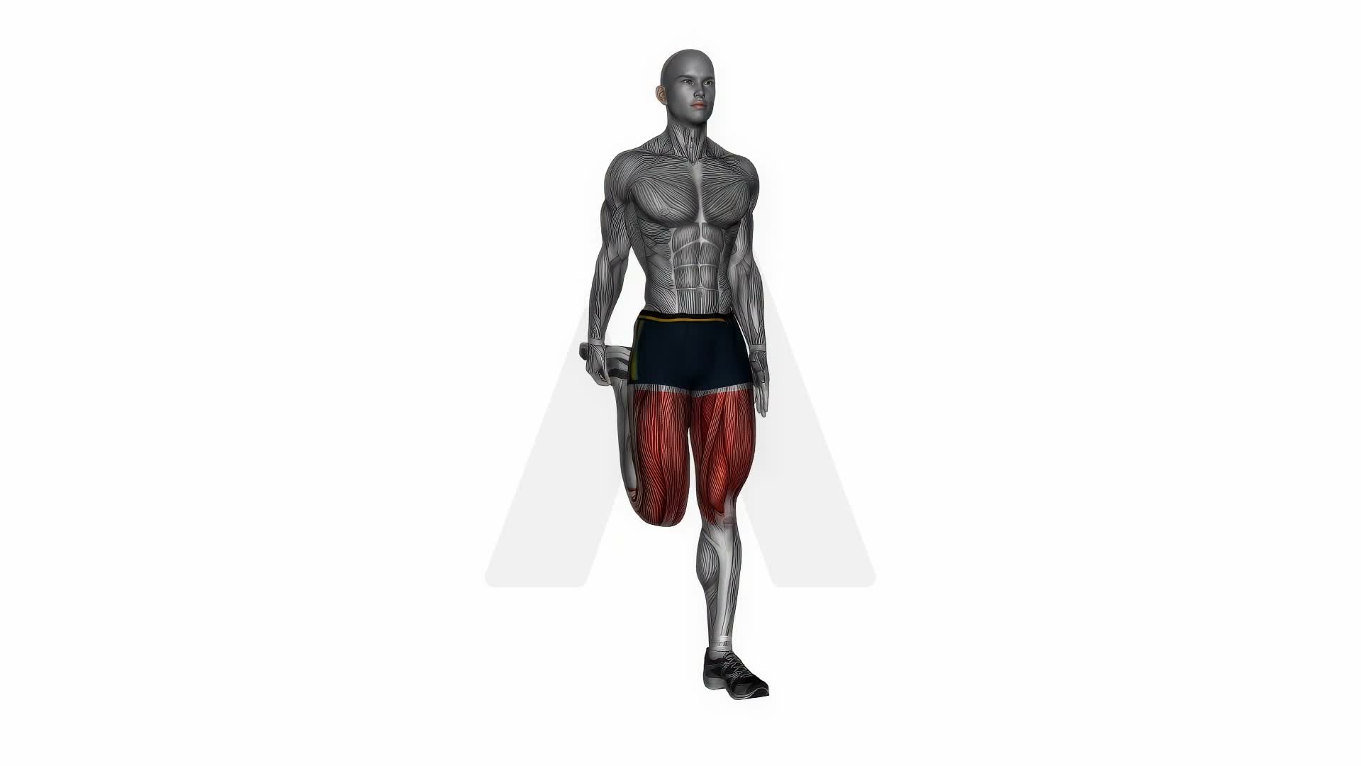 Standing Quadriceps Stretch exercise demonstration