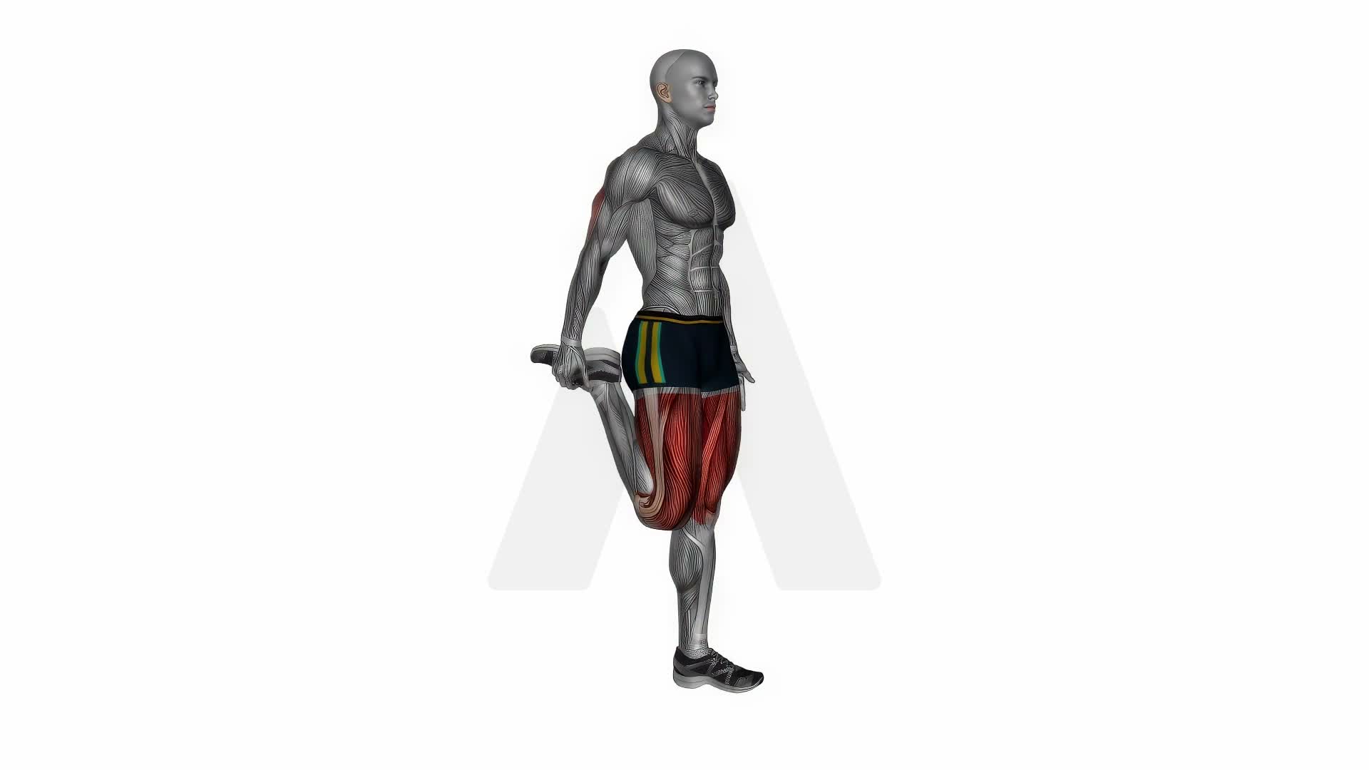 Standing Quadriceps Stretch Side Angle exercise demonstration