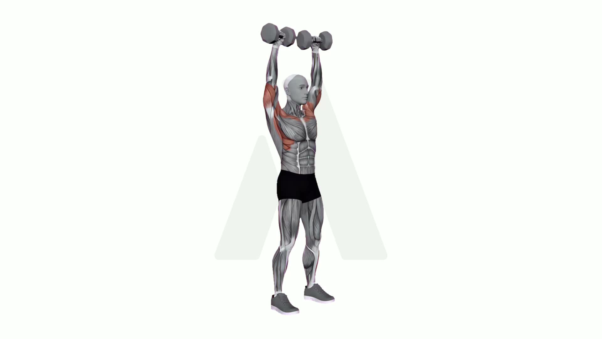 Standing Shoulder Press Dumbbell exercise demonstration