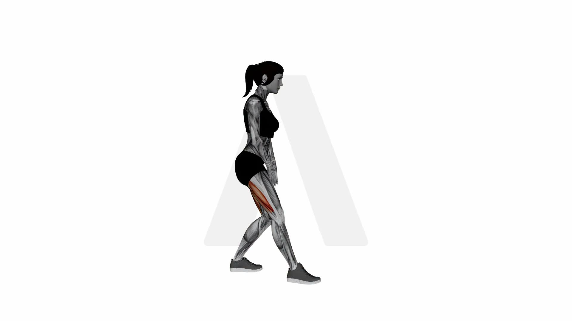 Standing Straight Leg Hamstring Stretch exercise demonstration