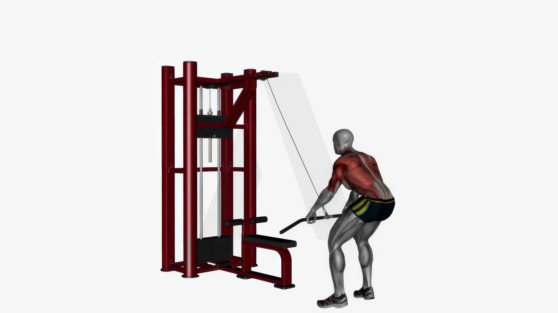 Straight Bar Cable Pull Down exercise demonstration