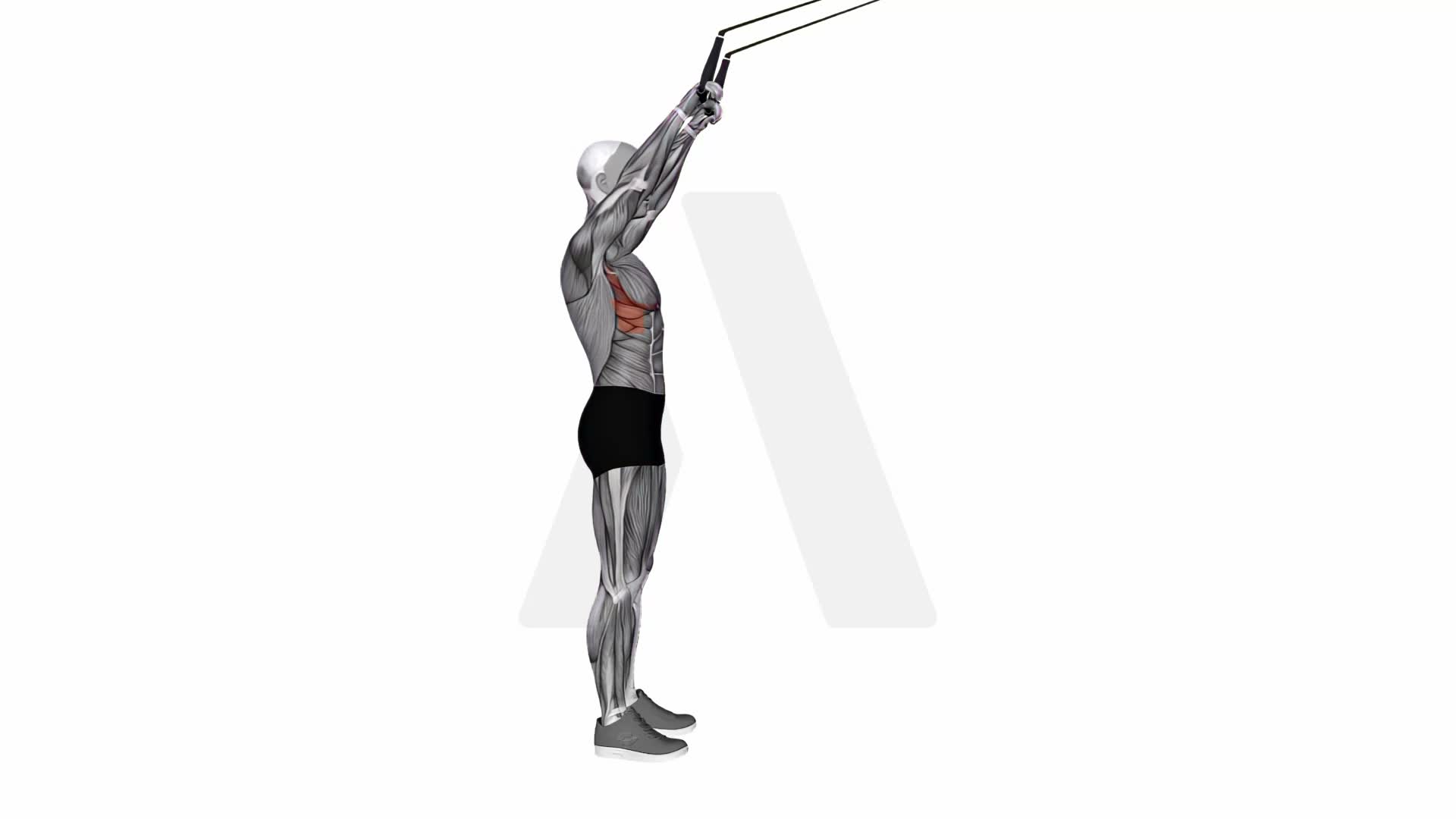 Suspension Trainer With Grips Front Raise exercise demonstration