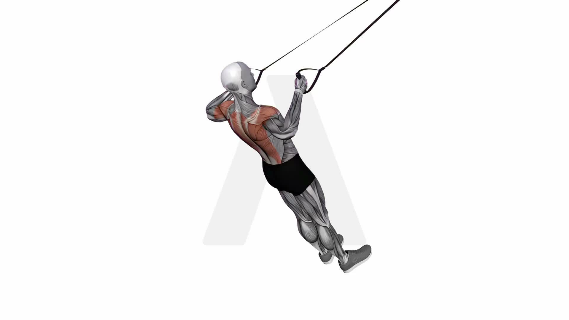 Suspension Trainer With Grips Rear Delt Row exercise demonstration