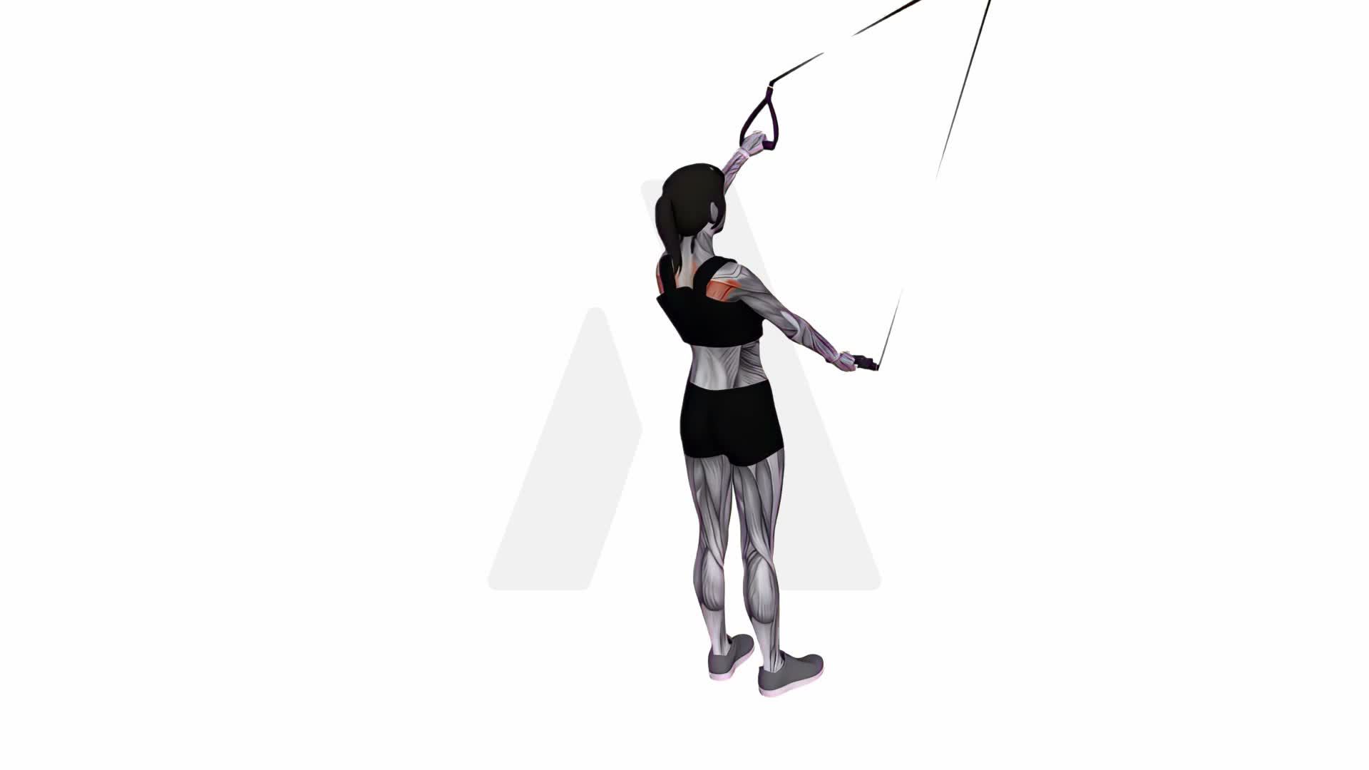 Suspension Trainer With Grips Split Fly exercise demonstration