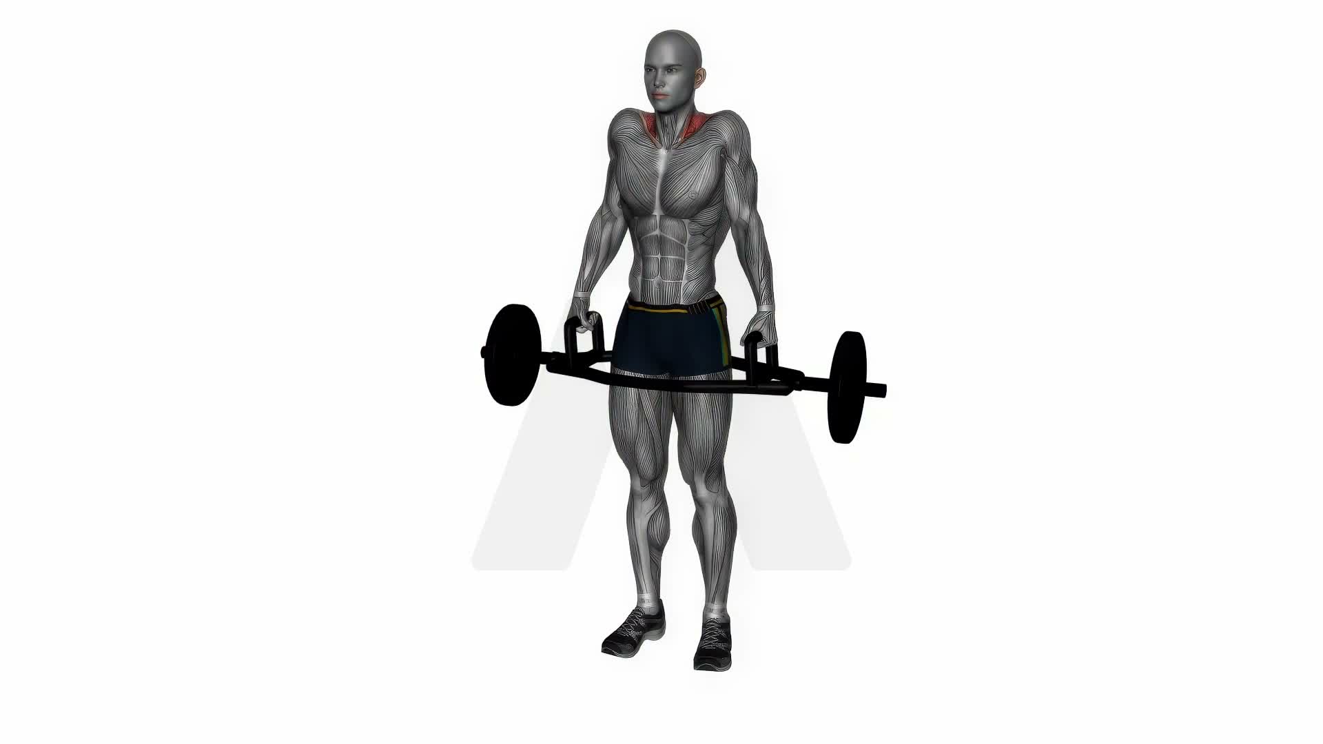 Trap Bar Shrug exercise demonstration