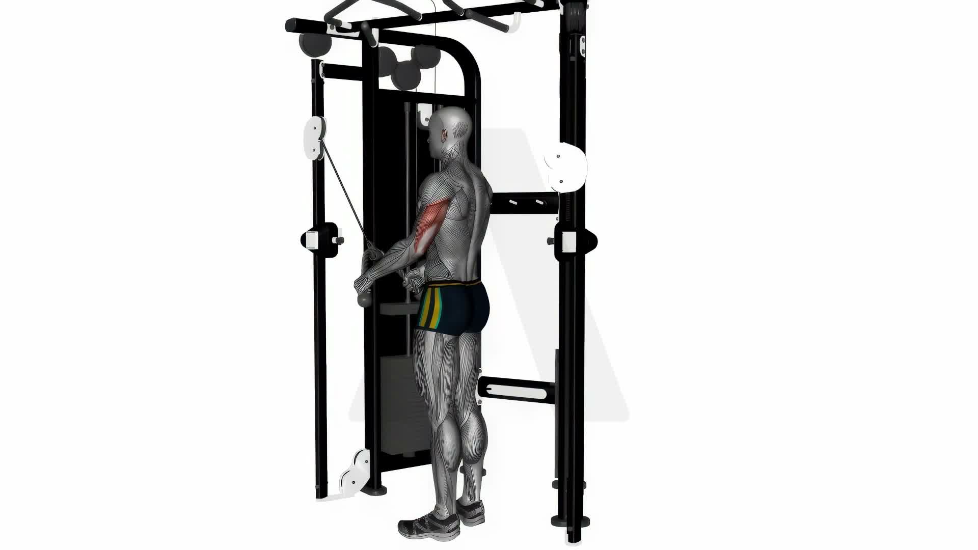 Tricep Rope Extension On Crossover Machine exercise demonstration