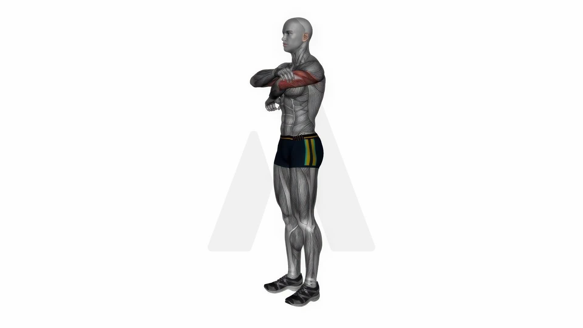 Triceps Light Stretch exercise demonstration