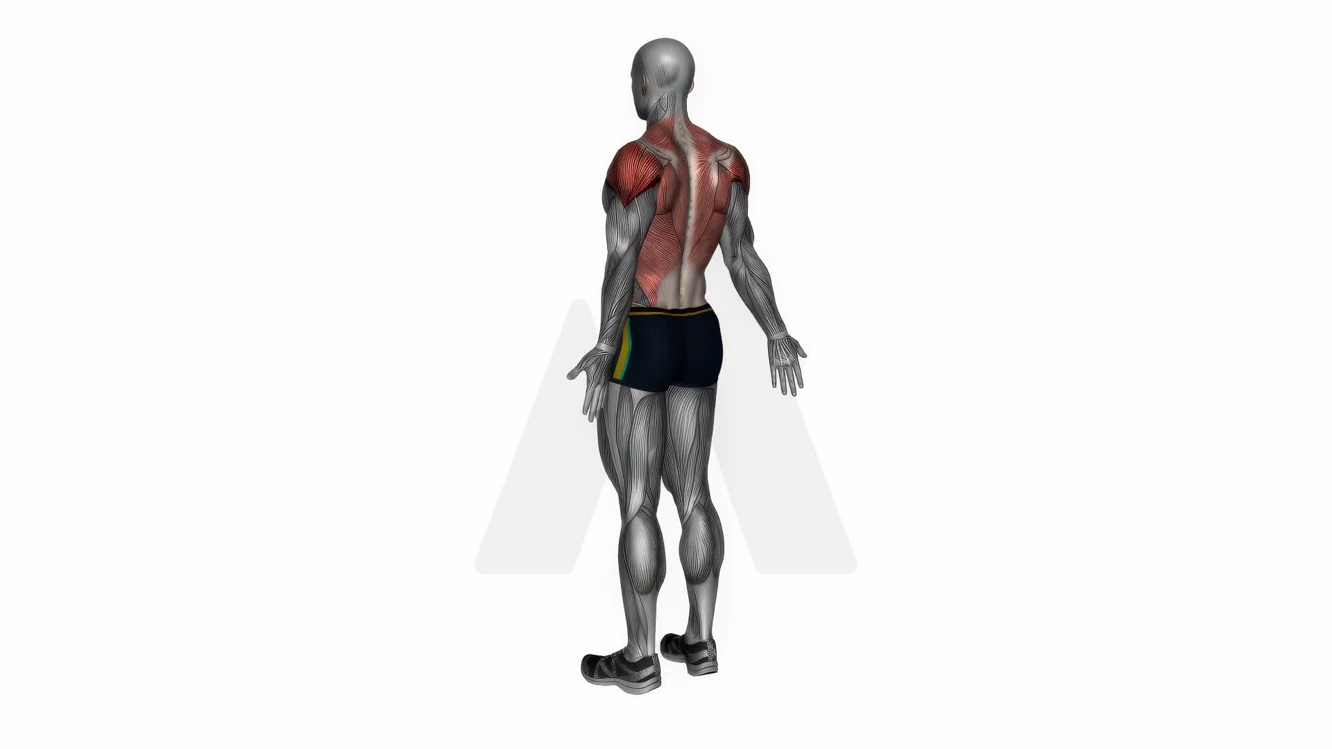 Upper Back Stretch exercise demonstration
