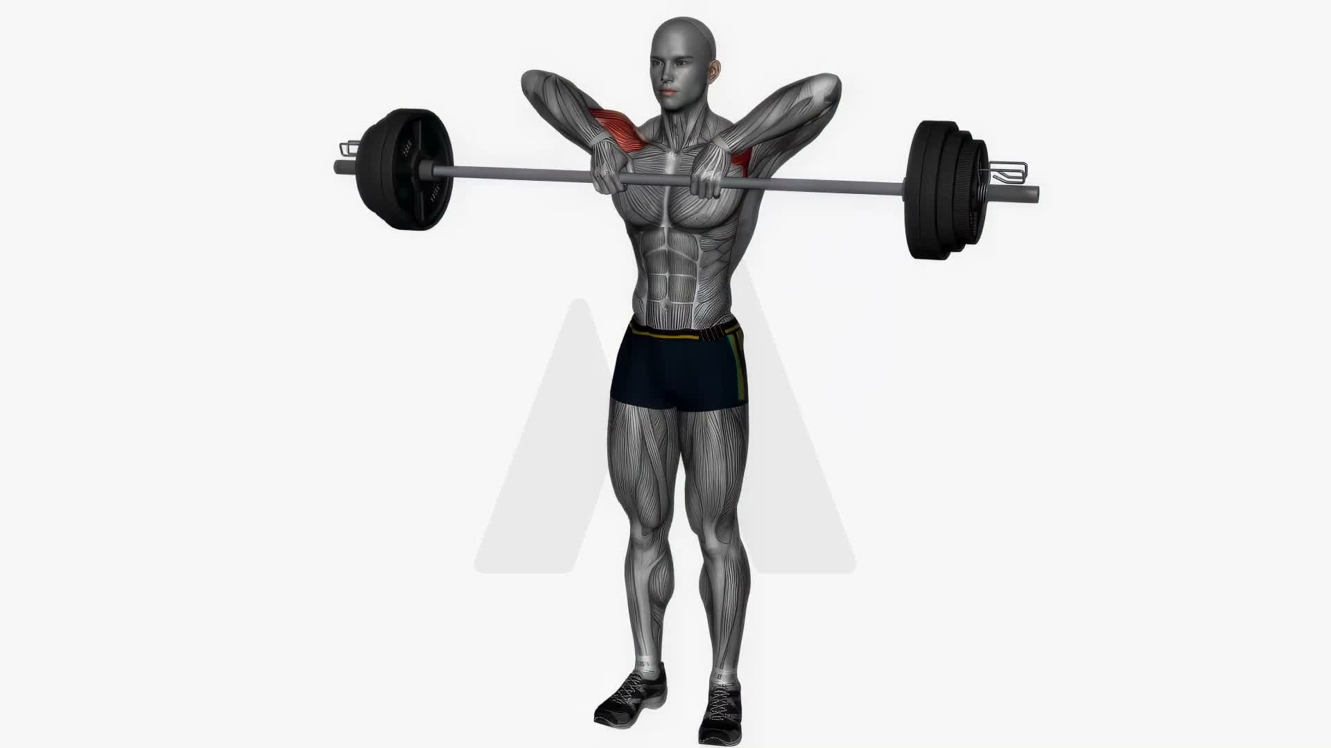 Upright Row Barbell exercise demonstration