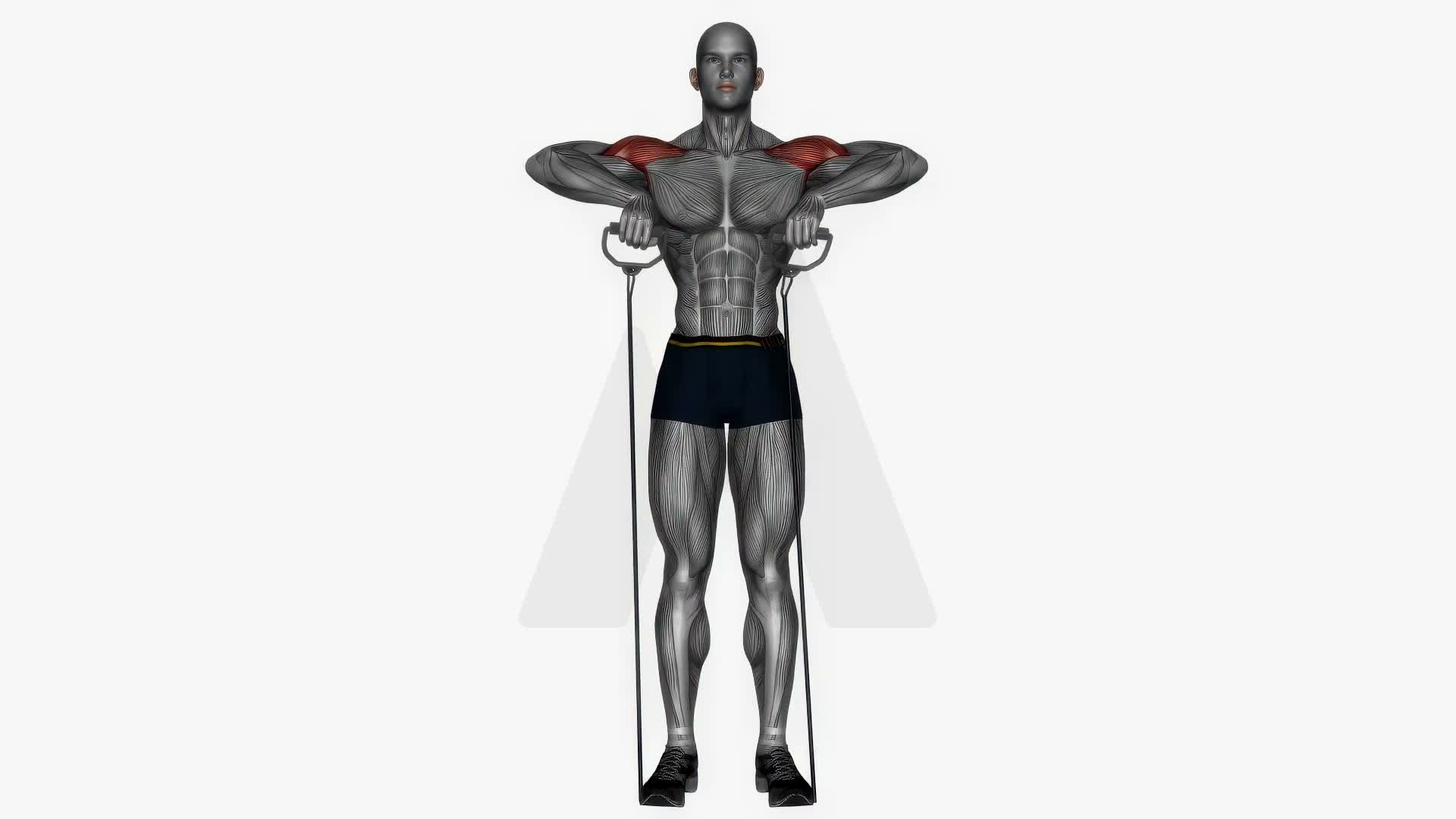 Upright Row Cable Resistance Band exercise demonstration