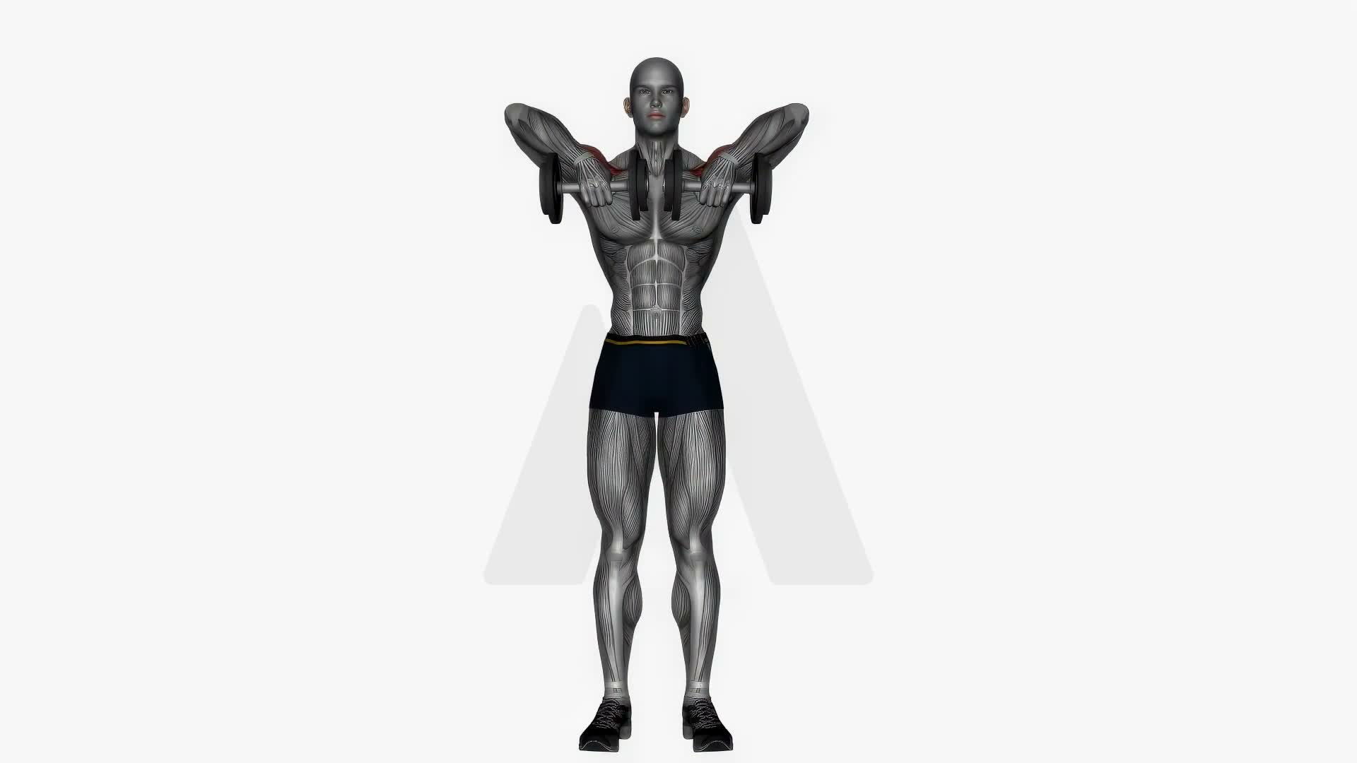 Upright Row Dumbbell exercise demonstration