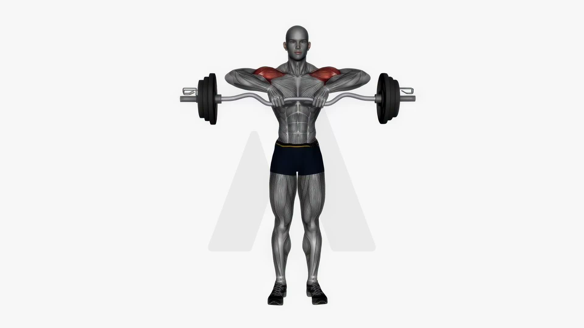 Upright Row Ez Bar exercise demonstration