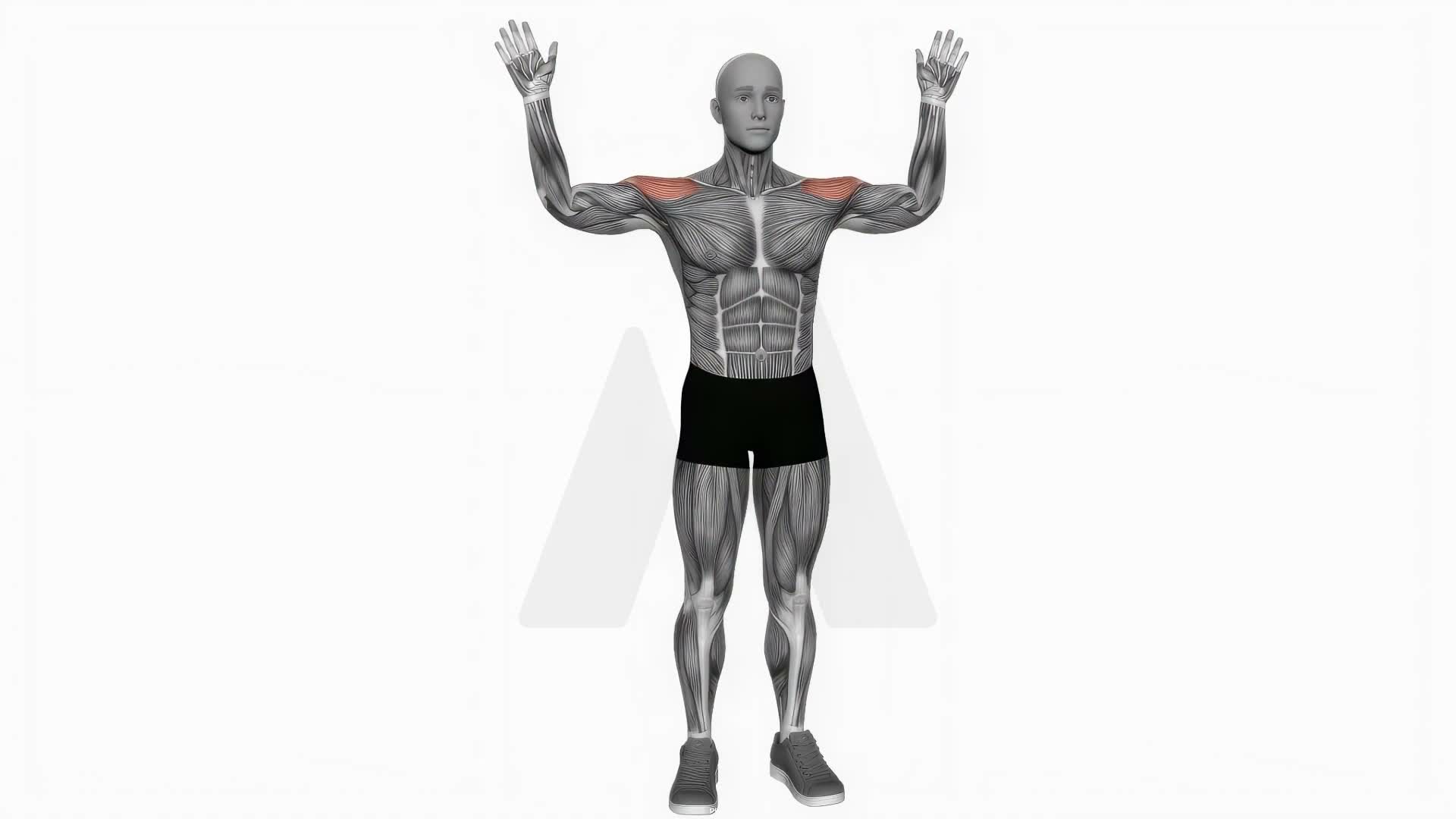 Upward Rotation Bent Arms exercise demonstration