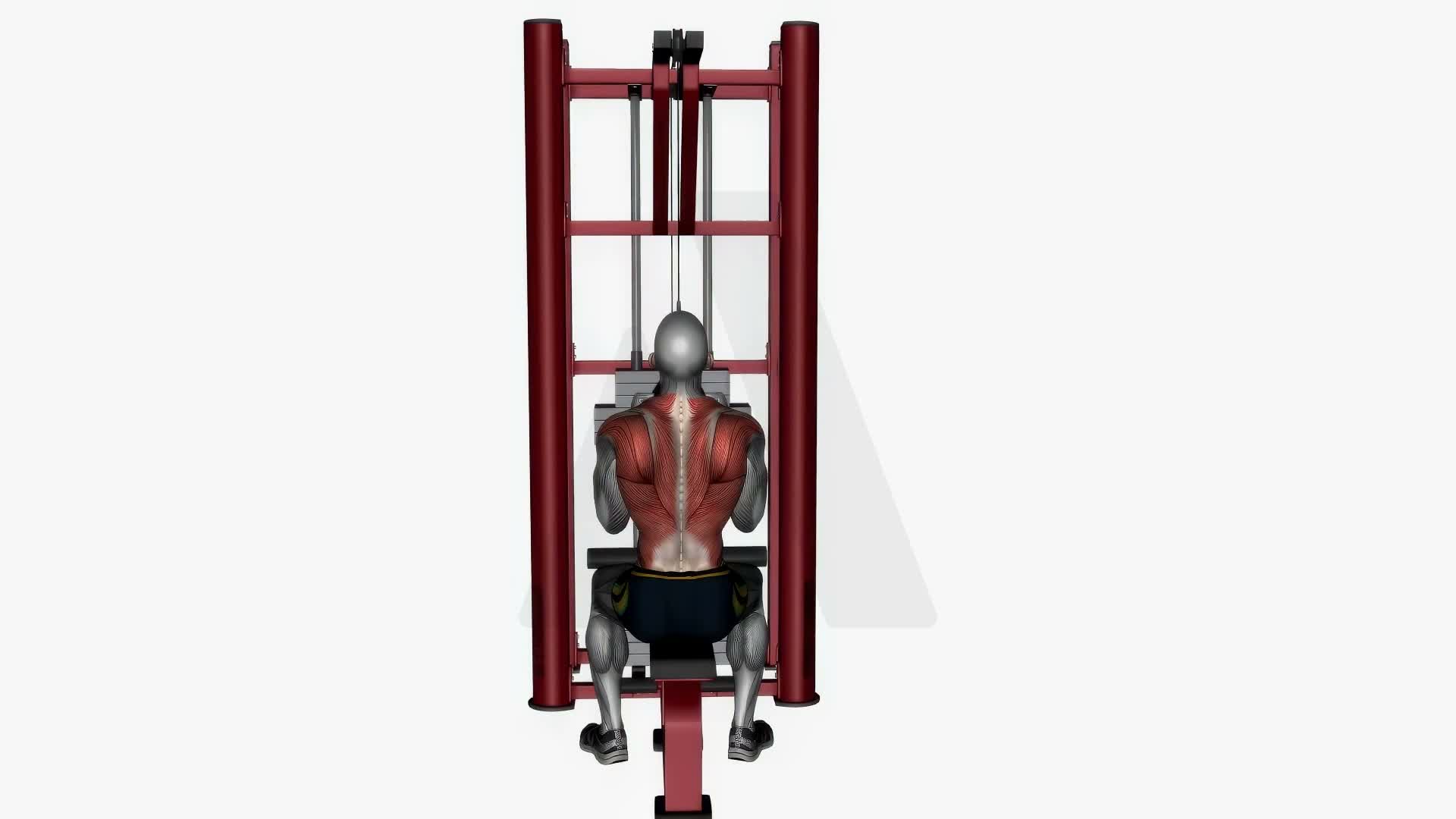 V Bar Lat Pull Down exercise demonstration
