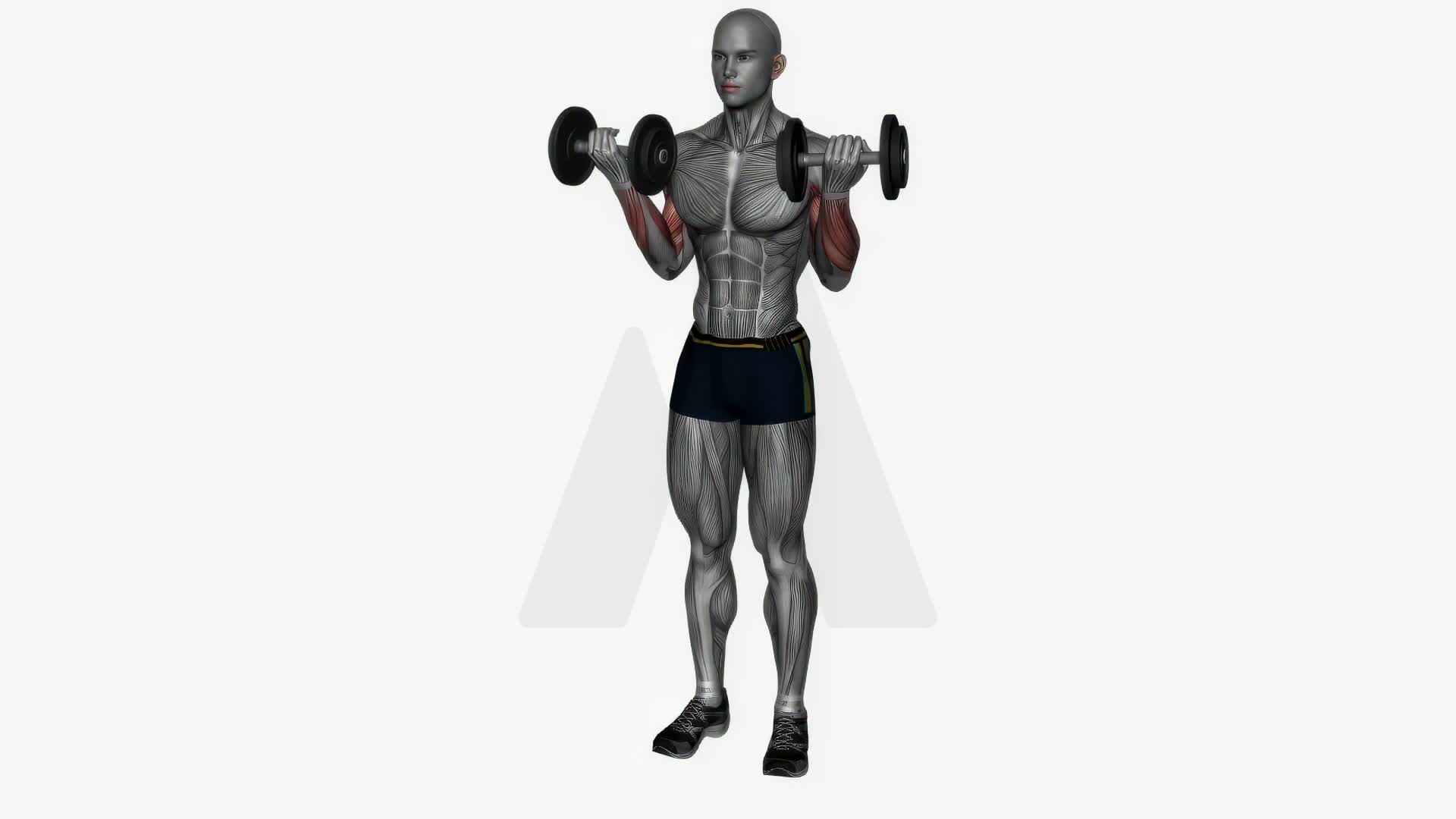 Zotman Curls Dumbbell Simultaneous exercise demonstration