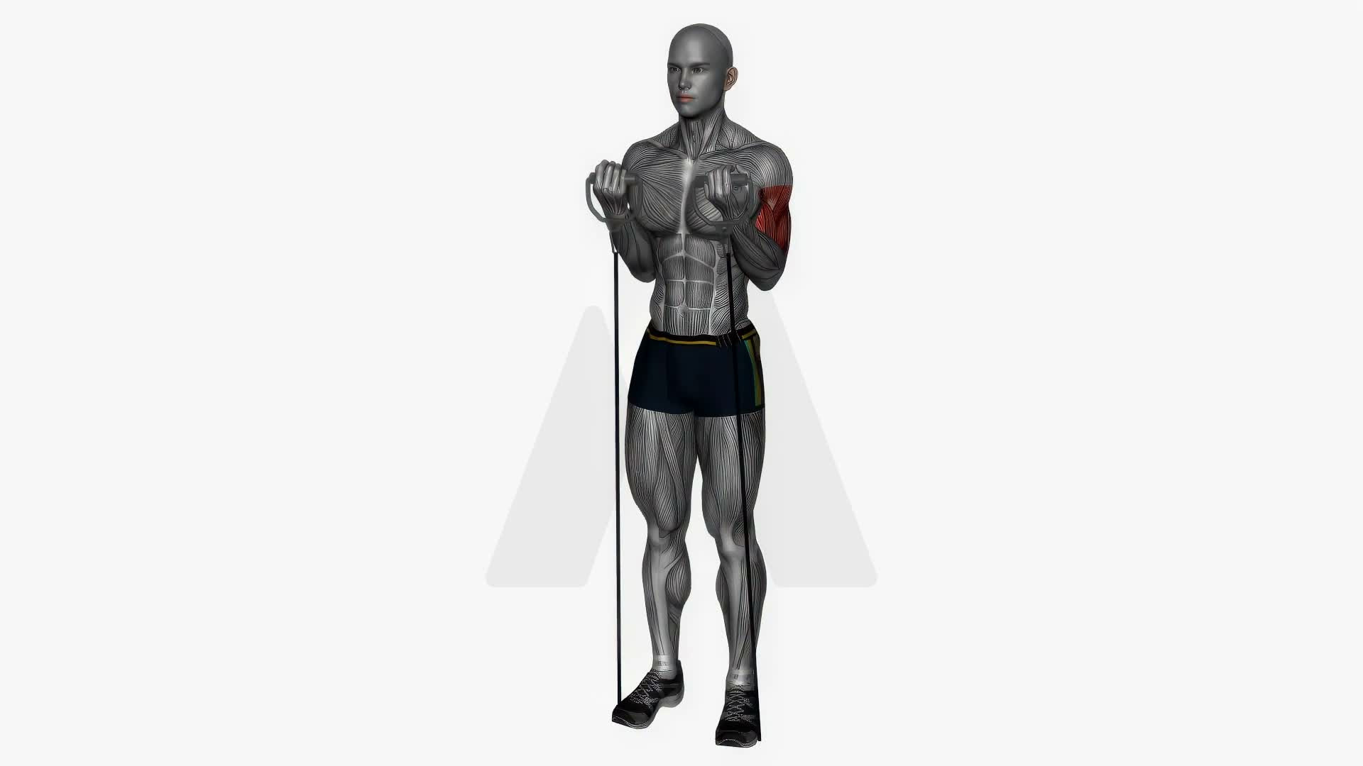 Zotman Curls Resistance Band Simultaneous exercise demonstration